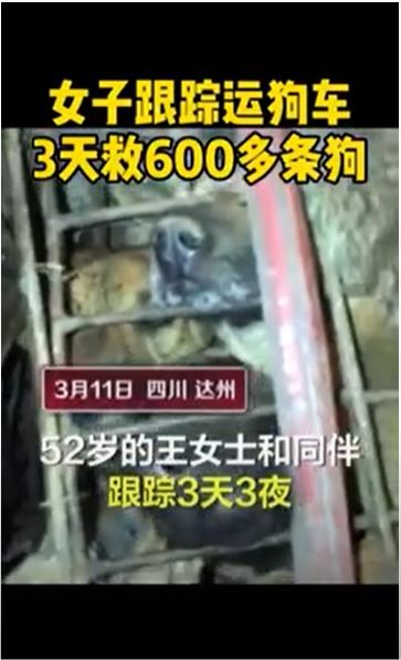 ▲▼女子鍥而不捨跟蹤3日3夜 截停貨車救出逾600寵物犬。（圖／微博沸點視頻）