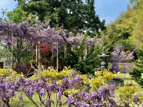 ▲▼2021瑞里紫藤花季。（圖／翻攝《慢遊嘉義》、《瑞里茶壺民宿》、《阿喜紫藤》粉專）