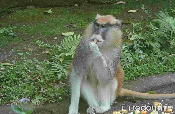 ▲▼台北市立動物園非洲動物區的紅猴「男道（公）」，在昨天約11點5分左右奪門而逃，目前還下落不明。（圖／台北市立動物園提供）