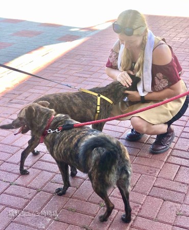 ▲▼台南市動物之家灣裡站志工Brenna跨洋越海分享愛。（圖／翻攝台南市政府網站）