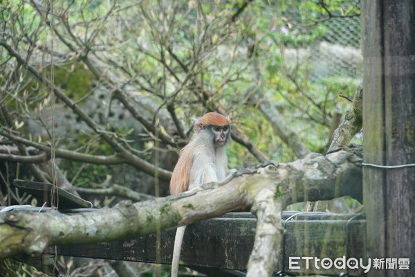 ▲▼26hr後再被目擊！紅猴男道脫逃認疏失　動物園設7誘捕籠盼尋回。（圖／台北市立動物園提供）