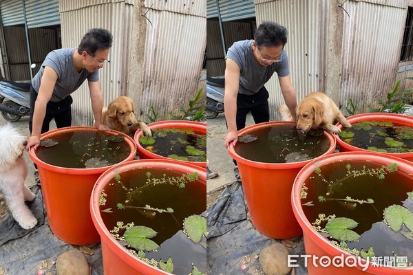 ▲▼黃金獵犬楊滾滾。（圖／網友娜娜馬麻授權提供）