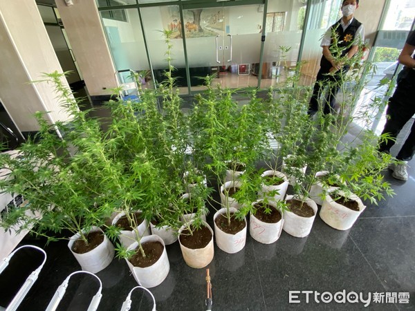 警聞九層塔香不見鹽酥雞中市破1 6億大麻農場 藏身飲料店樓上 Ettoday社會新聞 Ettoday新聞雲