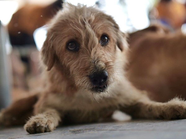 ▲▼泰國流浪狗救援組織 助斷瘸腿犬隻重新奔馳。（圖／翻攝The man that rescues dogs，下同）