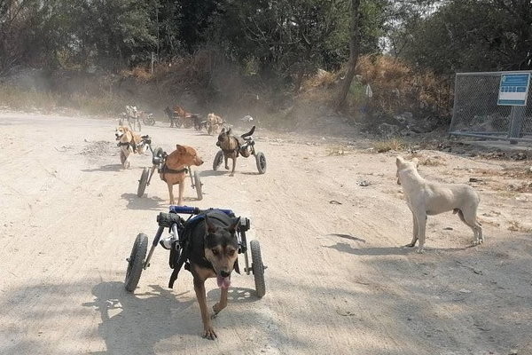 ▲▼泰國流浪狗救援組織 助斷瘸腿犬隻重新奔馳。（圖／翻攝The man that rescues dogs，下同）