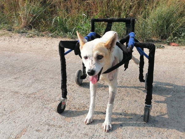 ▲▼泰國流浪狗救援組織 助斷瘸腿犬隻重新奔馳。（圖／翻攝The man that rescues dogs，下同）