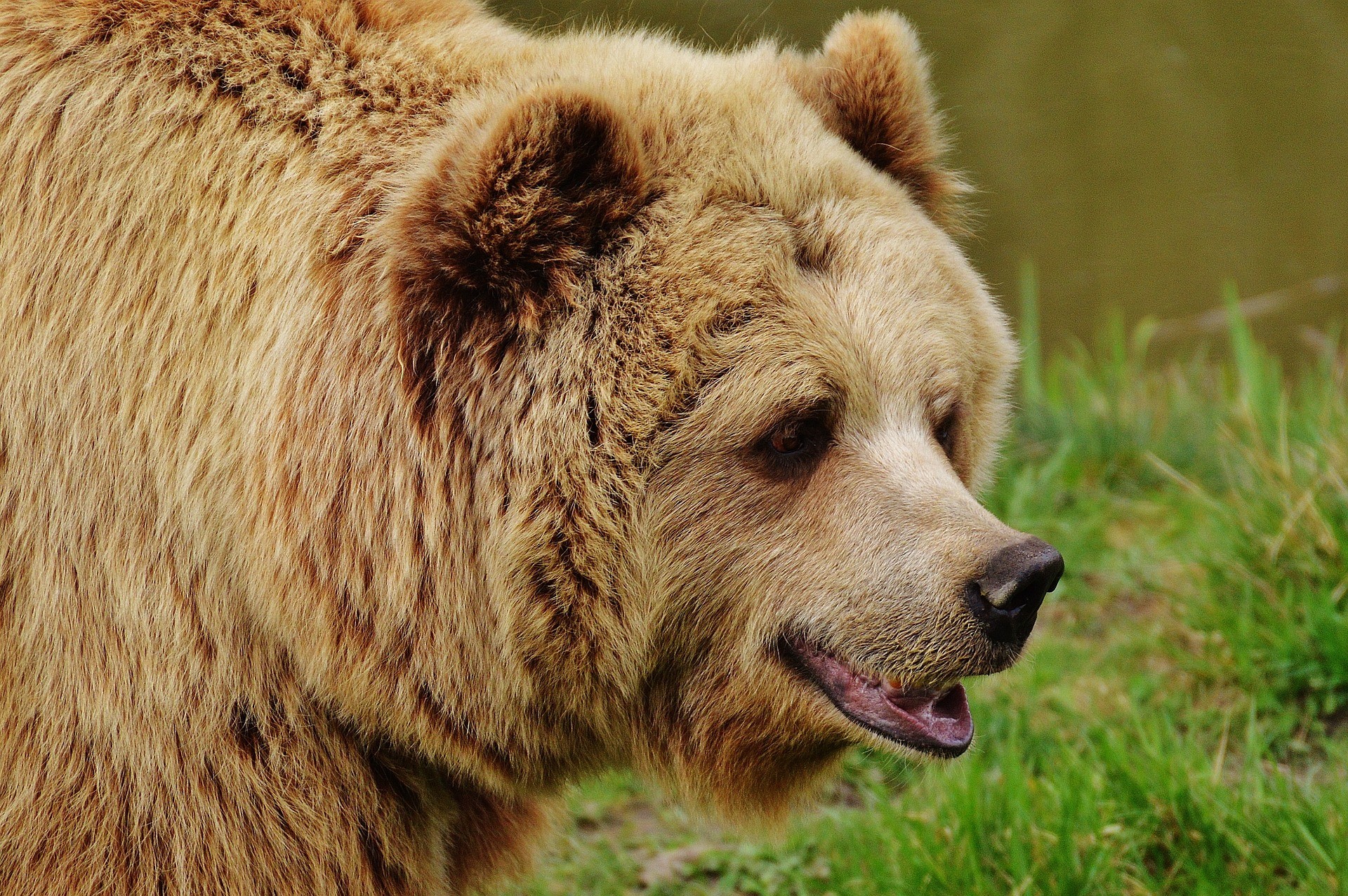 ▲▼棕熊。（圖／取自免費圖庫pixabay）
