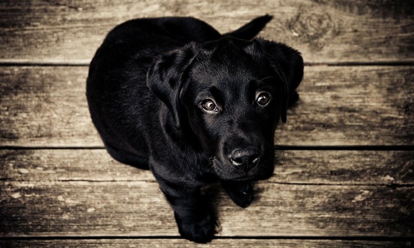 ▲黑狗。（圖／取自免費圖庫pixabay）