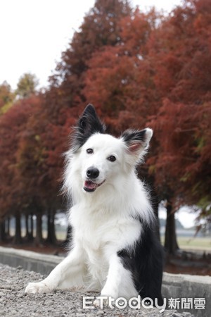 邊境牧羊犬包雨衣。（圖／粉專惡夢託付中心提供）