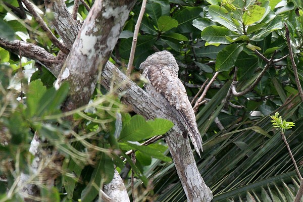 ▲▼大林鴟（Great Potoo）。（圖／翻攝自wiki CC BY-SA 2.0）