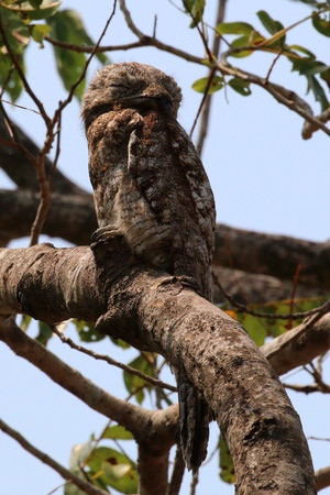 ▲▼大林鴟（Great Potoo）。（圖／翻攝自wiki CC BY-SA 4.0）