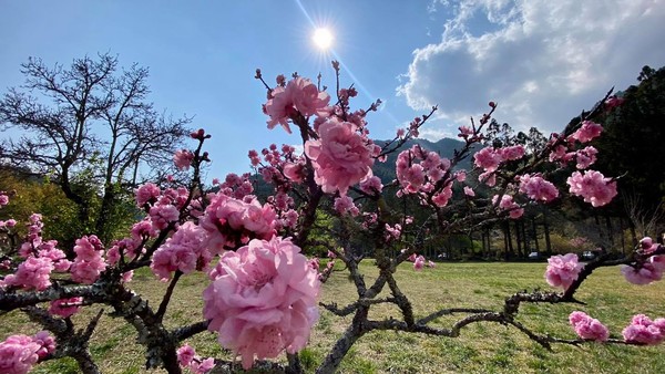 武陵農場 桃花季 來了 淺粉 桃紅花海滿開還能看見稀有品種 Ettoday旅遊雲 Ettoday新聞雲