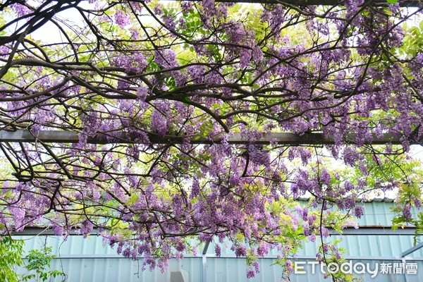 ▲台北花卉村紫藤花3/18花況。（圖／記者彭懷玉攝）