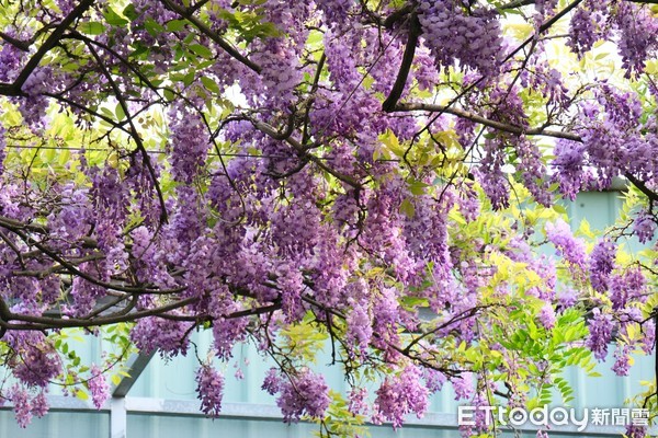 ▲台北花卉村紫藤花3/18花況。（圖／記者彭懷玉攝）