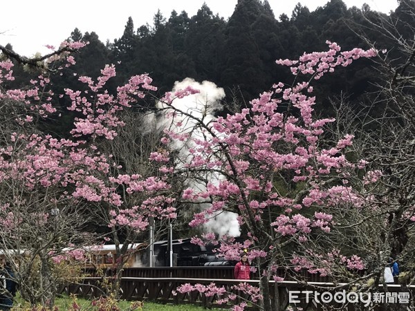 ▲阿里山櫻花季 。（圖／林務局嘉義林管處提供）