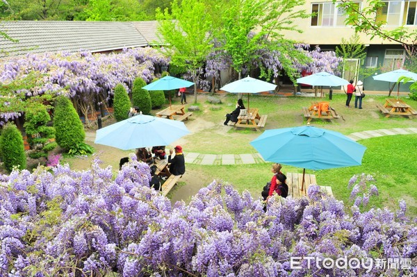 ▲春季限定紫藤花美景，春天秒飛日本彷彿置身國外度假之感。（圖／晶華提供）