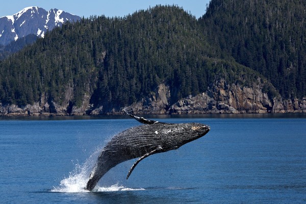 ▲▼鯨魚。（圖／取自免費圖庫Pixabay）
