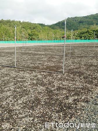 ▲滿州一家生技公司以自然農法成功培育雨來菇             。（圖／記者陳崑福翻攝，以下同）