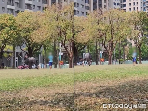 ▲▼台中七期夏綠地公園有人遛馬。（圖／劉姓網友授權提供）