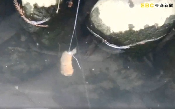 ▲▼羅東公園水溝現大量「小龍蝦」 民眾自製釣竿捕捉。（圖／東森新聞）