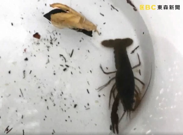 ▲▼羅東公園水溝現大量「小龍蝦」 民眾自製釣竿捕捉。（圖／東森新聞）