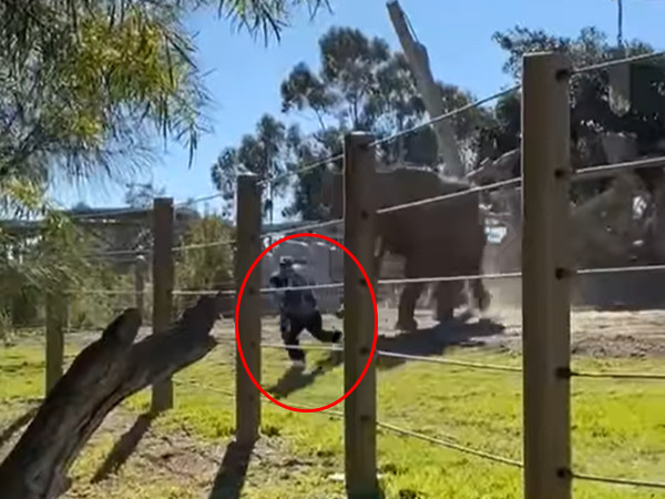▲美國加州一名男子抱著2歲女兒擅闖動物園欄舍，差點被大象踩死。（圖／翻攝自Facebook／Abbie Alford）