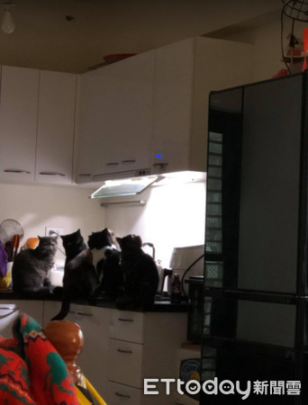 ▲家中5隻肥貓全聚集廚房！「抬頭仰望」聖光　媽傻：你們在幹嘛。（圖／網友邱婷婷提供，請勿隨意翻拍，以免侵權。）