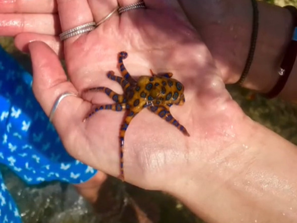 ▲外國一名女網友前往峇里島度假時把藍環章魚拿在手上玩。（圖／翻攝TikTok@Kaylinmarie21）