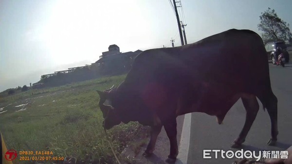 ▲▼牛隻清晨獨自在道路上閒逛。（圖／吉安警分局提供，下同）