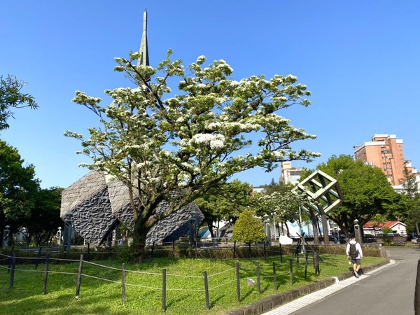 ▲228和平公園內流蘇王。（圖／公園處提供）