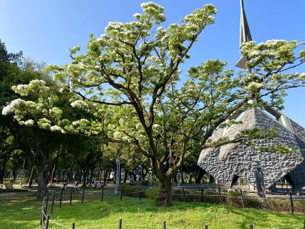 ▲228和平公園內流蘇王。（圖／公園處提供）