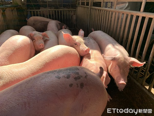 ▲雲林縣2021年5月1日起，養豬業者不論規模大小，強制投保豬隻死亡保險。（圖／記者蔡佩旻攝）