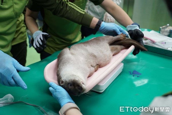 歐亞水獺莎夏健檢。（圖／台北市立動物園提供）