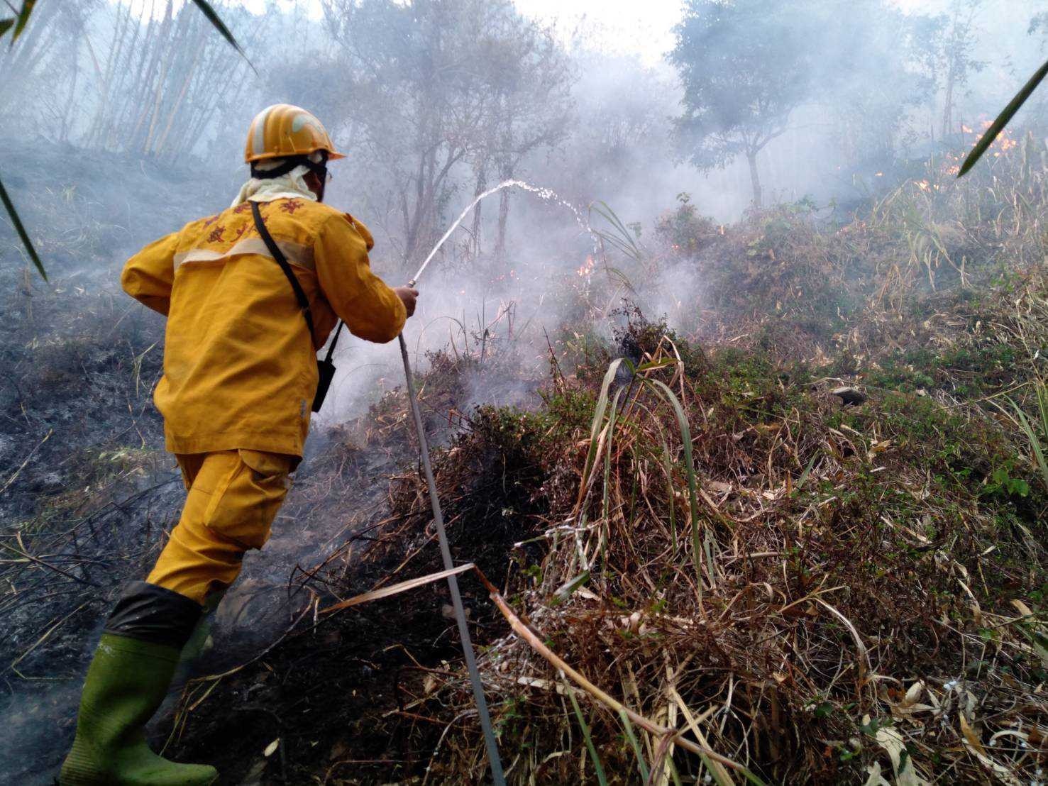 ▲▼阿里山火災畫面。（圖／林務局提供）