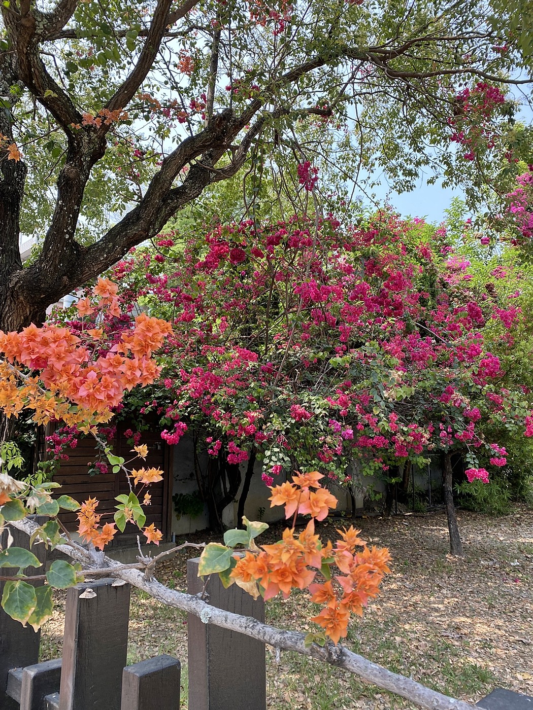 接棒黃花風鈴木 嘉義市九重葛花瀑迎風5最佳拍攝點曝光 Ettoday地方新聞 Ettoday新聞雲