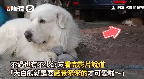 ▲▼大白熊犬吻仔魚。（圖／即新聞／網友秋葉習授權提供）