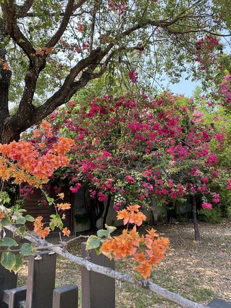 ▲嘉義市粉嫩艷紅九重葛垂墜盛開。（圖／嘉義市政府提供）