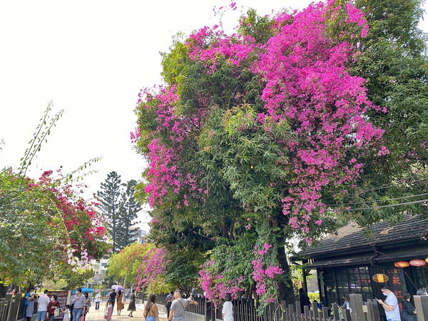 ▲嘉義市粉嫩艷紅九重葛垂墜盛開。（圖／嘉義市政府提供）