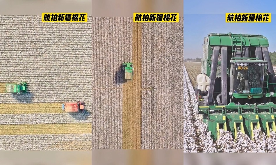 ▲▼新疆農民拍影片證明採棉機械化。（圖／翻攝微博）