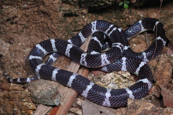 ▲雲南發現的毒蛇新品種「素貞環蛇」。（圖／翻攝新華網）