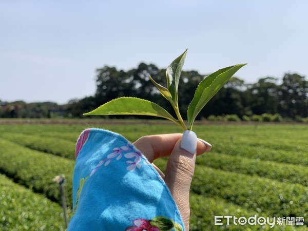 ▲▼南投茶廠 。（圖／記者蕭筠攝）