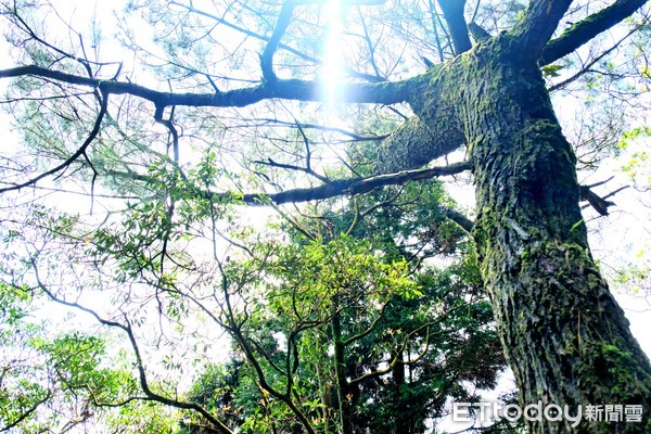 ▲陽明山五感森林療癒旅行,冷水坑,夢幻湖,菁山自然中心,寧靜步道。（圖／記者彭懷玉攝）