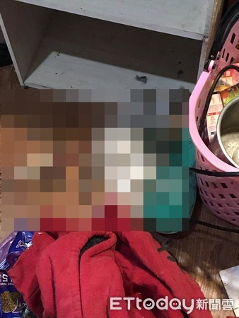 ▲女房客蒸發！套房留下餓死貓屍　剩5隻皮包骨「分食同伴」惹心疼。（圖／網友柯小姐提供）