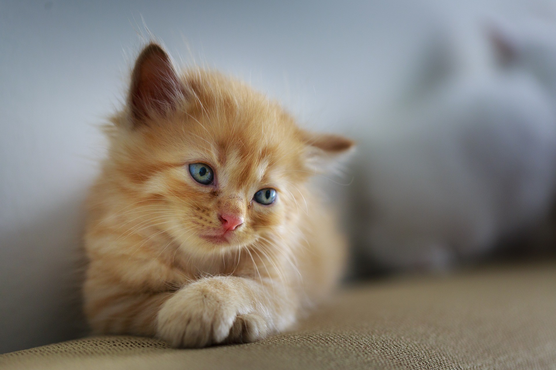 ▲貓咪。（示意圖／取自免費圖庫Pixabay）