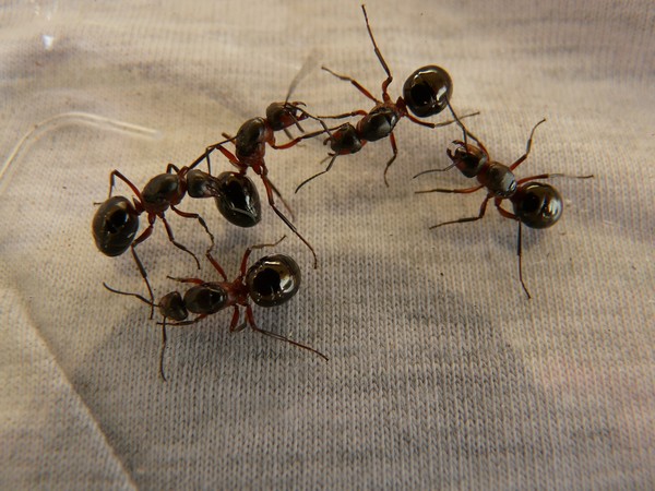 ▲螞蟻,紅火蟻。（示意圖／取自免費圖庫Pixabay）
