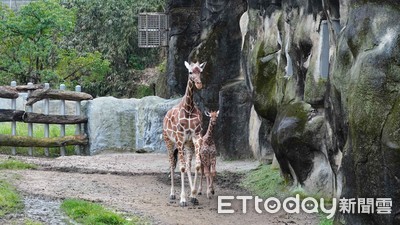 凍漲26年都沒變!北市動物園擬定全票「60→100塊」調漲門票費用