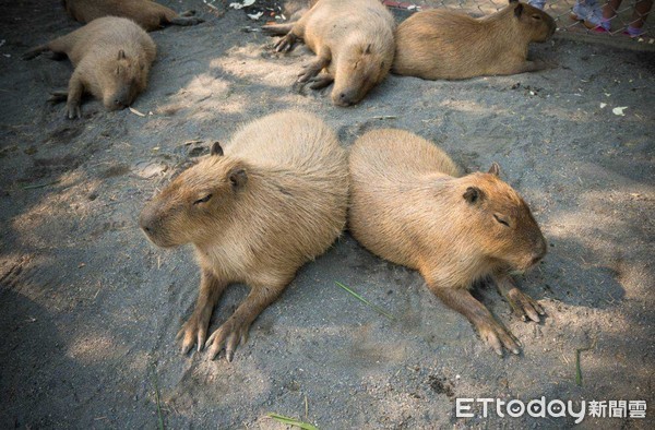 ▲台南頑皮世界動物園推出「玩樂總動員」，號召全台大小朋友兒童節來和動物一起玩玩具，透過動物解說學習保育，還有闖關遊戲拿獎品。（圖／記者林悅翻攝，下同）