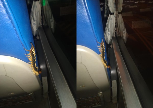 ▲▼客運位子上碰到蜈蚣會怎麼做。（圖／翻攝自爆廢1公社）