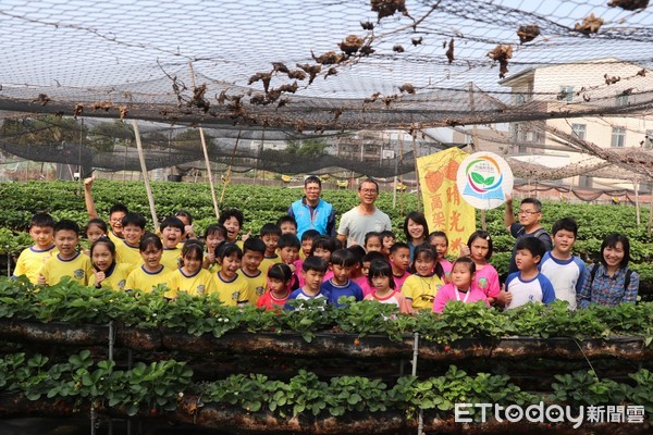 ▲台南善化晴光草莓園開放給南大附小、七股區樹林與後港國小採紅、白草莓，三校師生不須遠赴日本，就可以看到白草莓。（圖／記者林悅攝，下同）