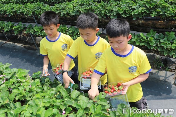 ▲台南善化晴光草莓園開放給南大附小、七股區樹林與後港國小採紅、白草莓，三校師生不須遠赴日本，就可以看到白草莓。（圖／記者林悅攝，下同）